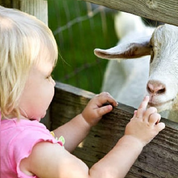 leche de cabra y prevención